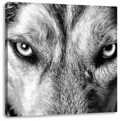 East Urban Home Leinwandbild Husky eisblaue Augen | Wayfair.de